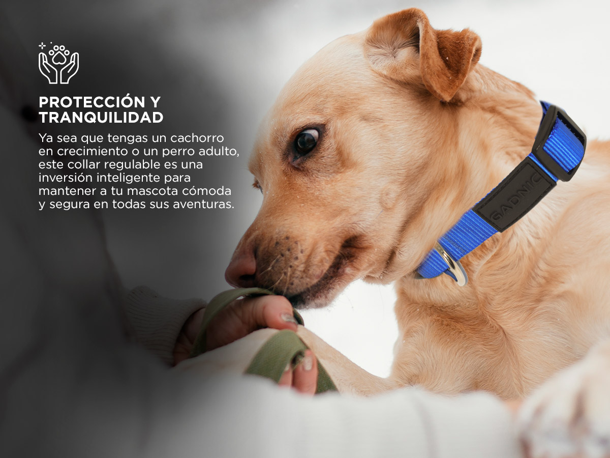 Imagen redimensionada